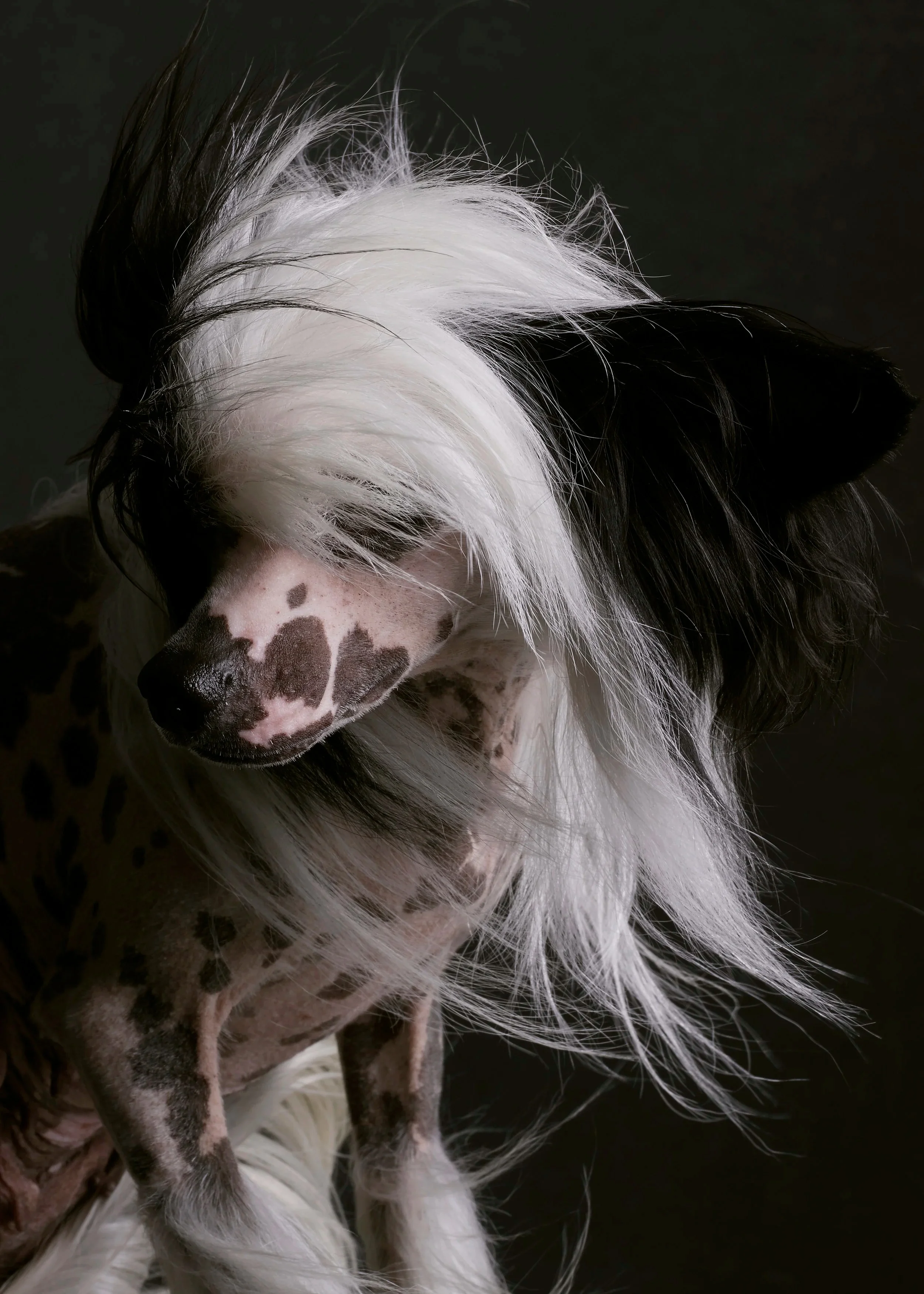 BALD IS BEAUTIFUL - klausdyba-dog-portraits-studio_00044 - PETS Photography by Klaus Dyba